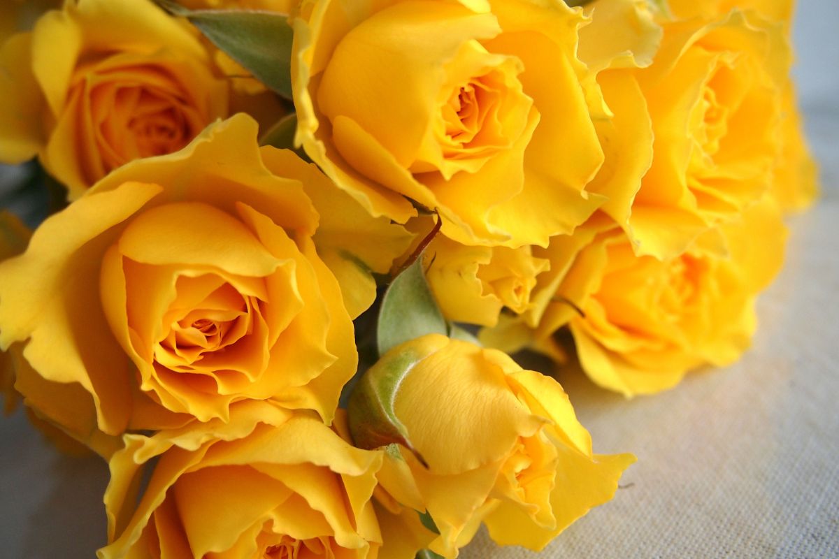 rose gelb